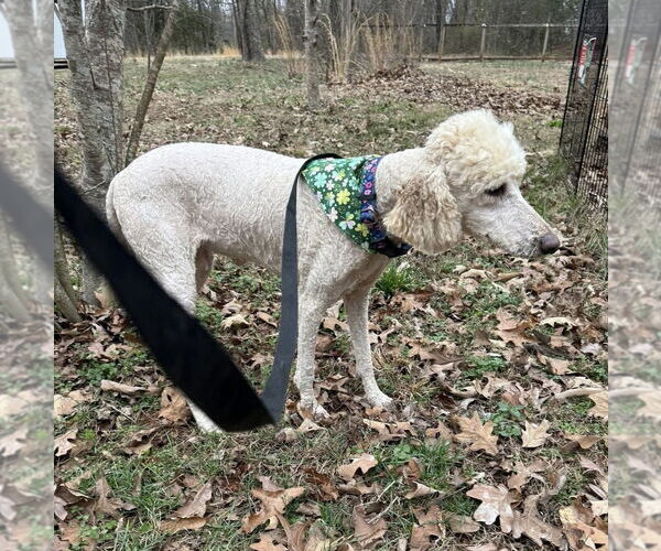 Medium Photo #4 Mutt Puppy For Sale in Mooresville, NC, USA