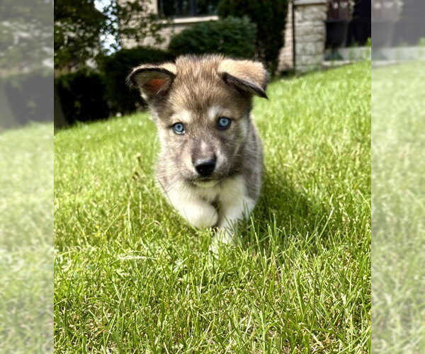 Medium Photo #3 Siberian Husky-Unknown Mix Puppy For Sale in Plainfield, IL, USA