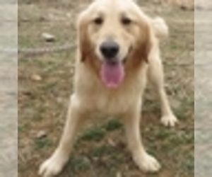 Medium Golden Retriever