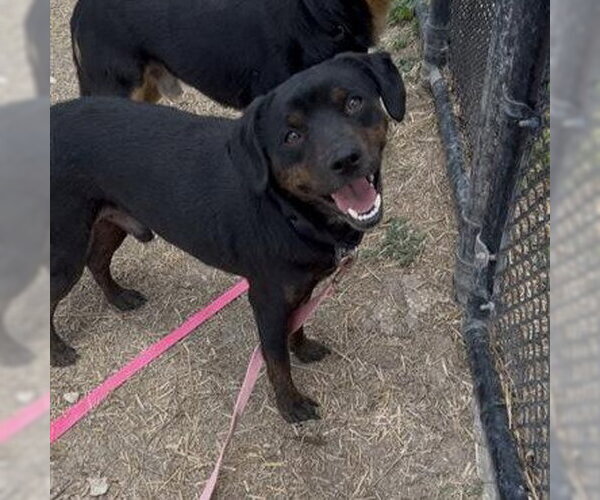 Medium Photo #1 Rottweiler-Unknown Mix Puppy For Sale in San Antonio, TX, USA