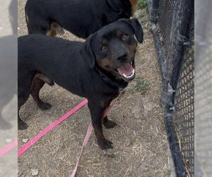Rottweiler-Unknown Mix Dogs for adoption in San Antonio, TX, USA