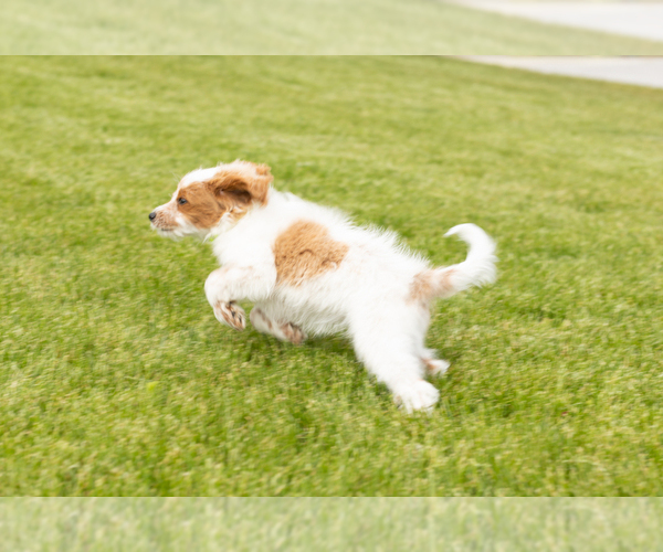Medium Photo #4 Goldendoodle (Miniature) Puppy For Sale in WOLCOTTVILLE, IN, USA