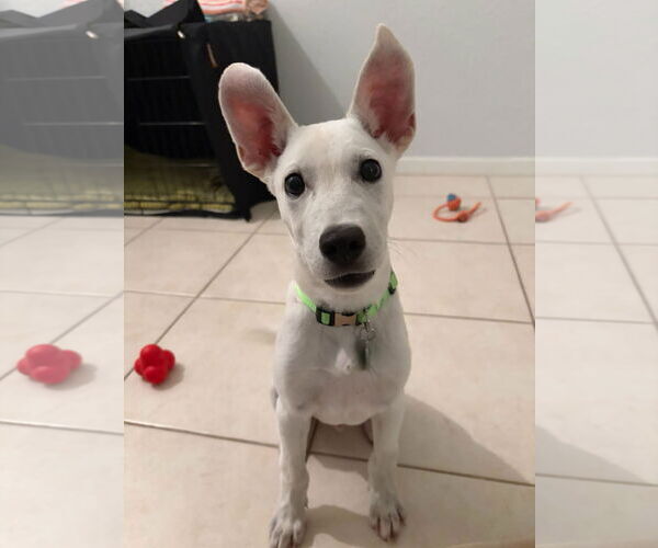 Medium Photo #4 Unknown-white german shepherd Mix Puppy For Sale in Royal Palm Beach, FL, USA