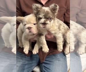 French Bulldog Puppy for sale in SAN DIEGO, CA, USA