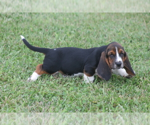 Medium Basset Hound