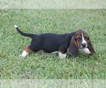 Puppy KAY Basset Hound