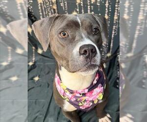 Mutt Dogs for adoption in Tulsa, OK, USA