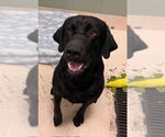 Small #2 Labrador Retriever Mix