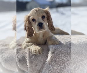 Cocker Spaniel Puppy for sale in HONEY BROOK, PA, USA