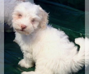 Havanese Puppy for sale in FENTON, MO, USA