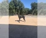 Small Photo #2 Doberman Pinscher Puppy For Sale in PARADISE, TX, USA
