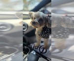 Small Photo #1 Yorkshire Terrier Puppy For Sale in ONTARIO, CA, USA