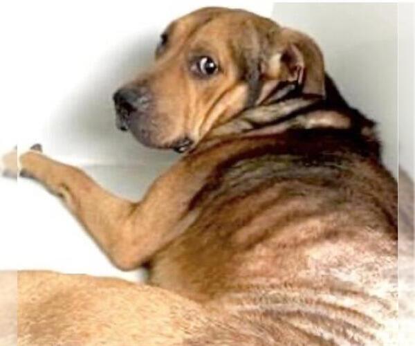 Medium Photo #1 Bloodhound Puppy For Sale in Houston, TX, USA