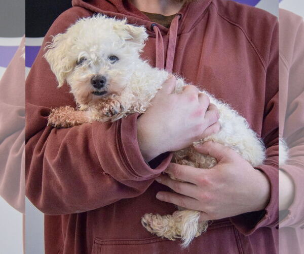 Medium Photo #2 Bichon Frise Puppy For Sale in Huntley, IL, USA