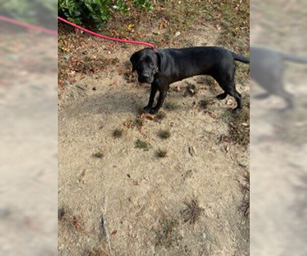 Medium Photo #1 American Pit Bull Terrier-Labrador Retriever Mix Puppy For Sale in Derwood, MD, USA