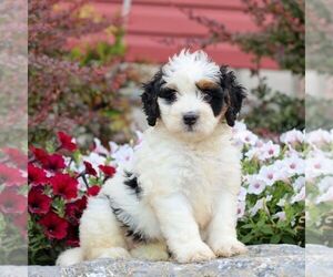 Bernedoodle (Miniature) Puppy for sale in LITITZ, PA, USA