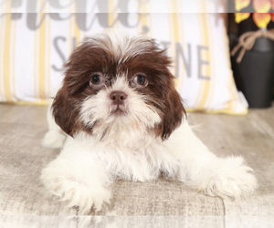 Shih Tzu Puppy for sale in MOUNT VERNON, OH, USA