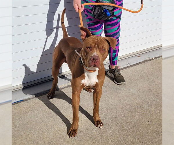 Medium Photo #1 American Pit Bull Terrier Puppy For Sale in Louisville, KY, USA