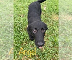 Labrador Retriever-Unknown Mix Dogs for adoption in Iroquois, IL, USA