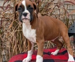 Small Photo #68 Boxer Puppy For Sale in GOSHEN, IN, USA