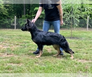 German Shepherd Dog Puppy for sale in ANDERSON, SC, USA