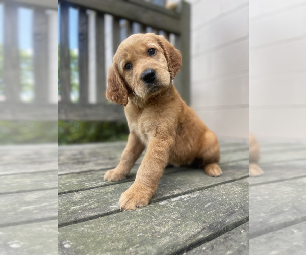 Medium Photo #3 Golden Retriever Puppy For Sale in FREDONIA, KY, USA