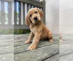 Small #2 Golden Retriever