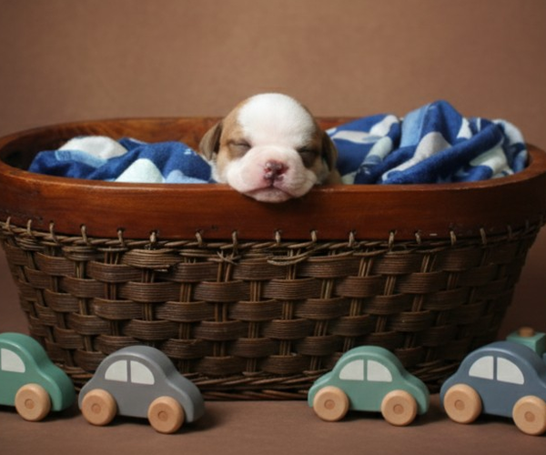 Medium Photo #25 Olde English Bulldogge Puppy For Sale in WRIGHT CITY, MO, USA
