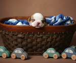 Small #24 Olde English Bulldogge