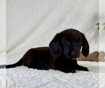 Small #1 Dachshund