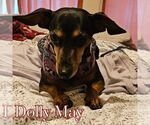 Small #3 Dachshund Mix
