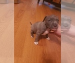 Small Photo #10 American Pit Bull Terrier Puppy For Sale in POWDER SPGS, GA, USA