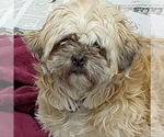 Small #3 Shih Tzu Mix