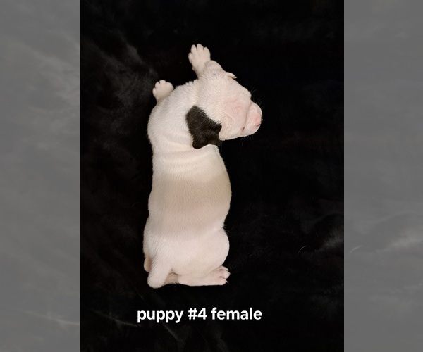Medium Photo #7 American Bulldog Puppy For Sale in INDEPENDENCE, MO, USA