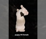 Small Photo #7 American Bulldog Puppy For Sale in INDEPENDENCE, MO, USA