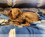 Small Labrador Retriever-Pug Mix