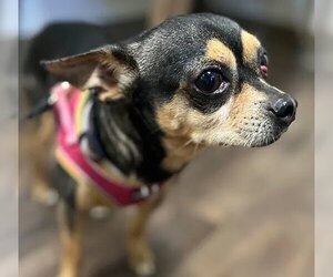 Chihuahua Dogs for adoption in Morris, NY, USA