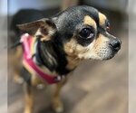 Small Photo #1 Chihuahua Puppy For Sale in Morris, NY, USA