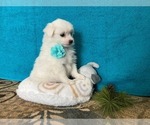 Small Photo #5 Miniature American Eskimo Puppy For Sale in DOWNING, MO, USA