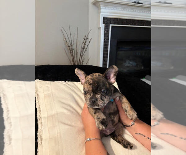 Medium Photo #2 French Bulldog Puppy For Sale in PORTSMOUTH, NH, USA