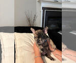 Small #1 French Bulldog