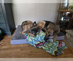 Small #3 German Shepherd Dog