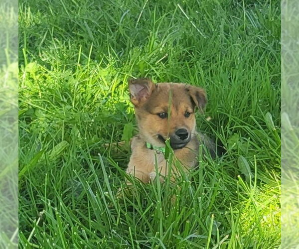 Medium Photo #3 Australian Kelpie-Golden Retriever Mix Puppy For Sale in Germantown, OH, USA