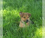 Small #2 Australian Kelpie-Golden Retriever Mix