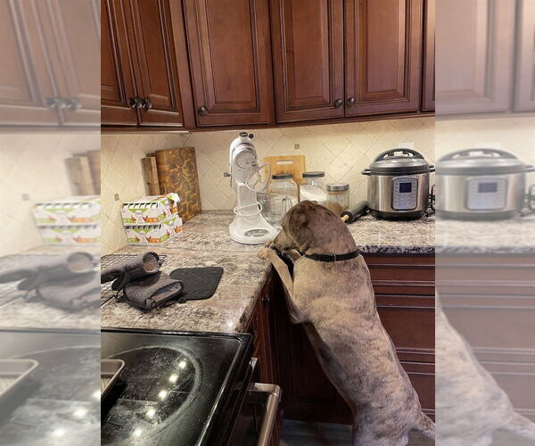 Medium Photo #2 Labrador Retriever-Plott Hound Mix Puppy For Sale in New York, NY, USA