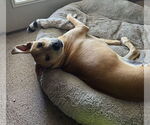 Small #6 Labrador Retriever Mix