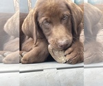 Puppy Red Labrador Retriever