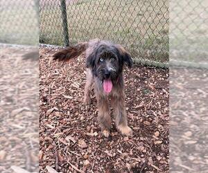 Briard-Unknown Mix Dogs for adoption in Waterford, VA, USA