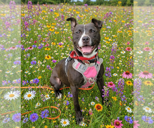 Lindy - Female Mutt Dog for Adoption - Photo #4