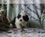 Small Photo #11 Zuchon Puppy For Sale in GREENWOOD, WI, USA
